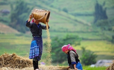 Tour Mù Cang Chải ngắm lúa chín từ Hồ Chí Minh 4 ngày 3 đêm