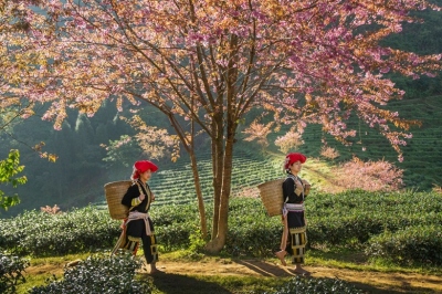 Sapa - Lai Châu - Điện Biên - Mai Châu - Mộc Châu 5 ngày 4 đêm Tết 2026