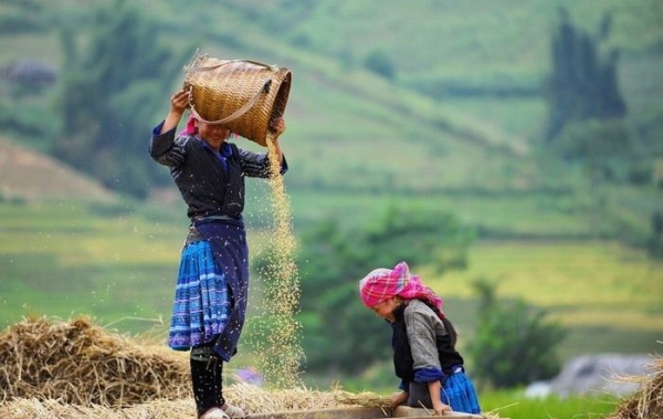 Tour Mù Cang Chải ngắm lúa chín từ Hồ Chí Minh 4 ngày 3 đêm