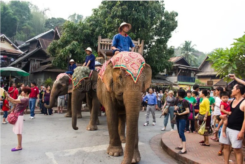 Trại Voi tại Luang Prabang Lào - Du lịch Lào 5 ngày 4 đêm
