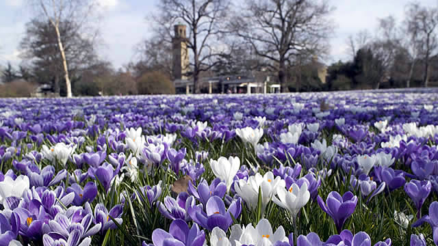 mùa xuân tại London