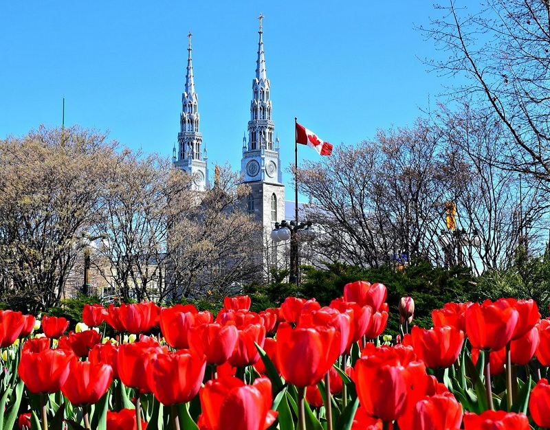 Hoa tulip tại Ottawa Canada