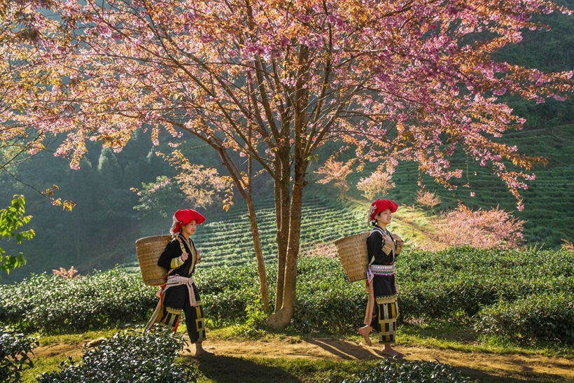 Hoa đào mận dịp Tết nguyên đán tại Tây Bắc