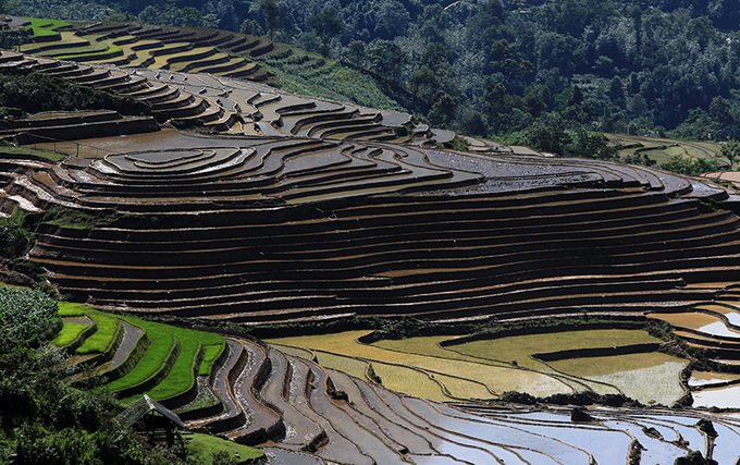 ruộng bậc thang sapa