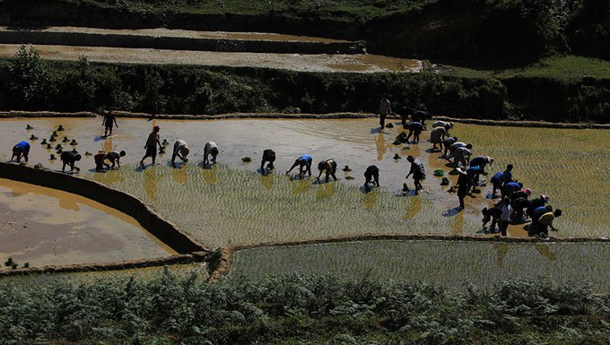 ruộng bậc thang sapa