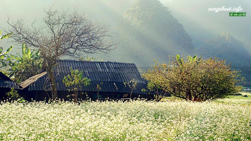 Du lịch Mộc Châu