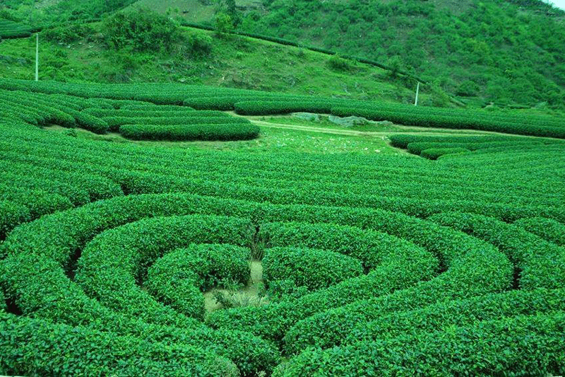 doi-che-moc-chau