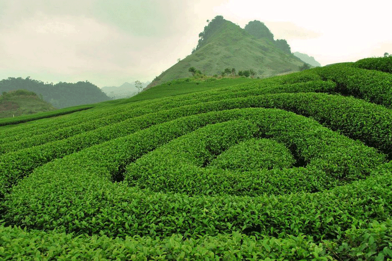 doi-che-moc-chau