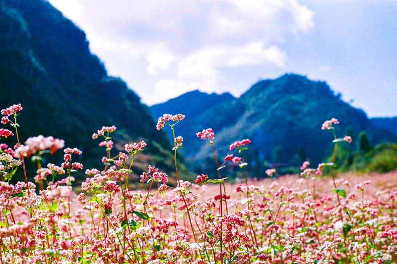 du-lich-ha-giang