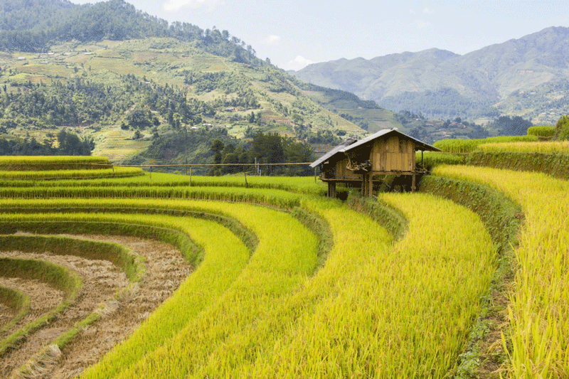 du-lich-mu-cang-chai