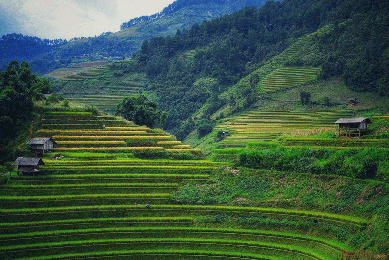 mu-cang-chai